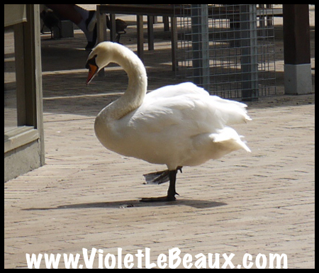 VioletLeBeaux-Melbourne-Zoo-1030091_1341 copy